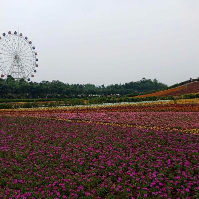 铜梁黄桷门奇彩梦园